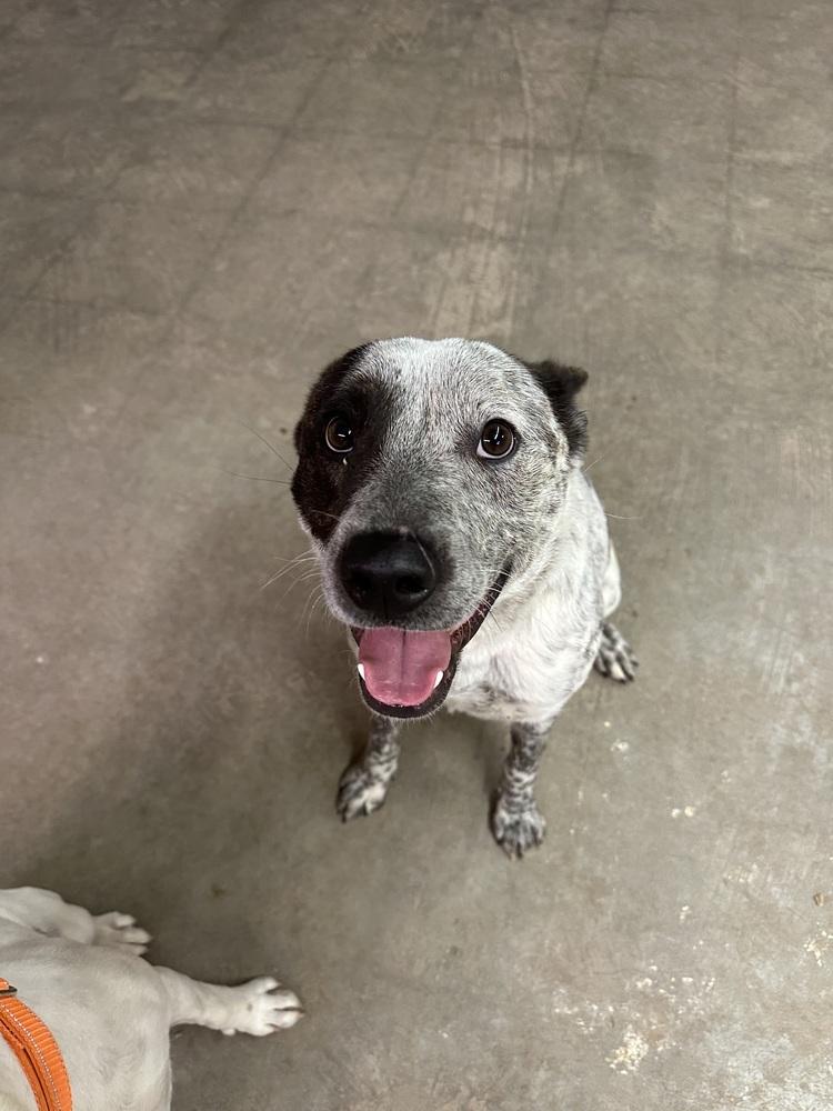 Enlarge Bob, a Adoptable mixed breed in Rapid City, SD image 4/6