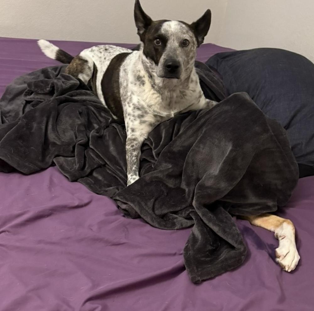 Enlarge Bob, a Adoptable mixed breed in Rapid City, SD image 5/6