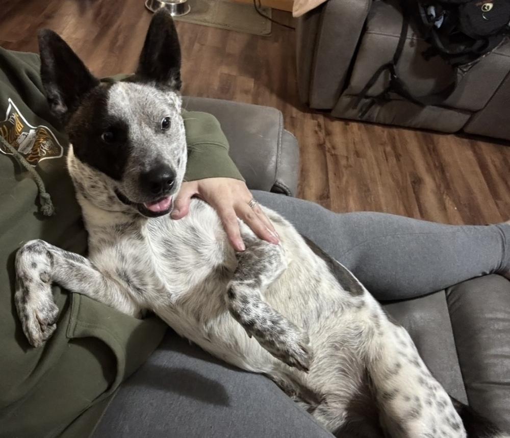 Enlarge Bob, a Adoptable mixed breed in Rapid City, SD image 6/6