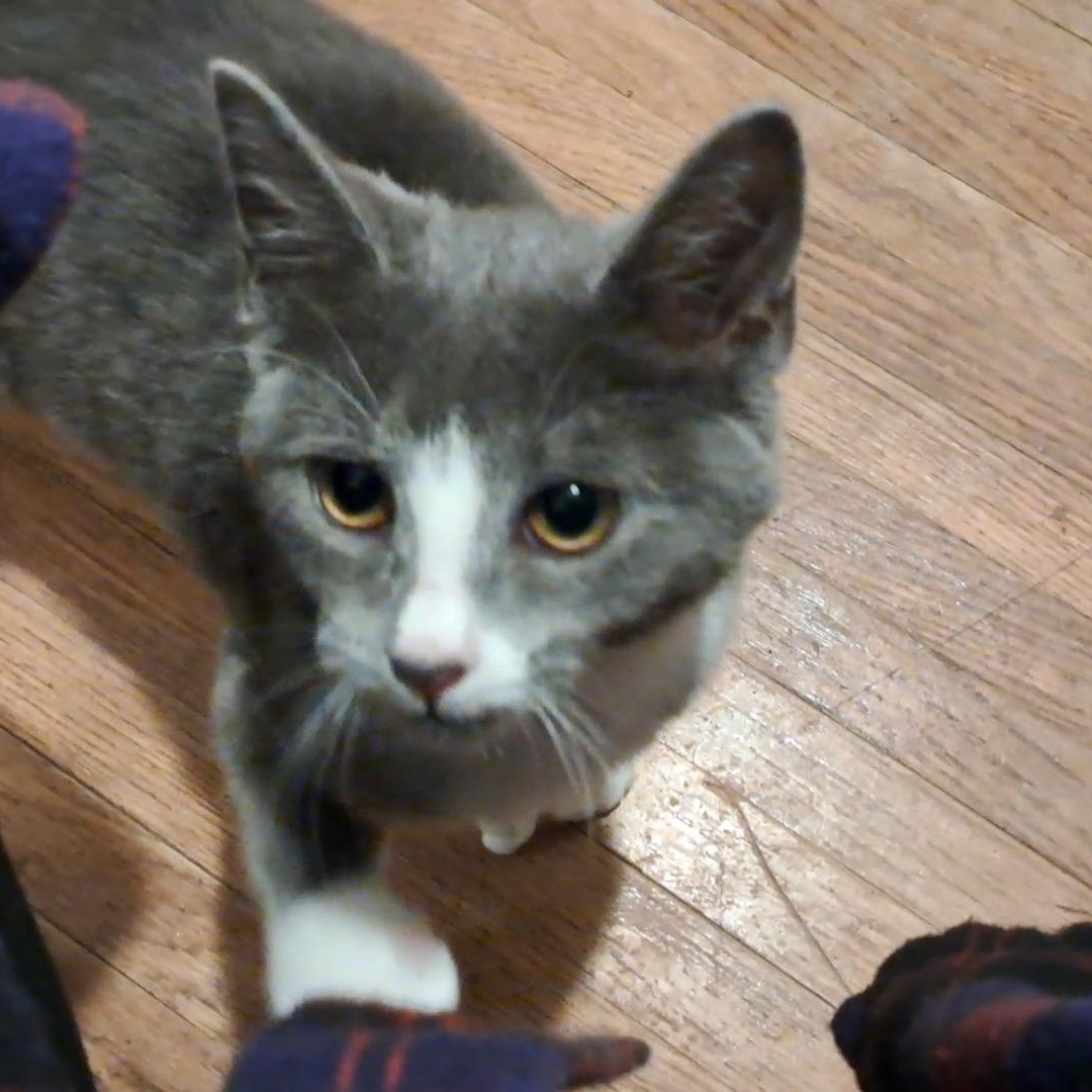 Mitsy — thumbnail 2