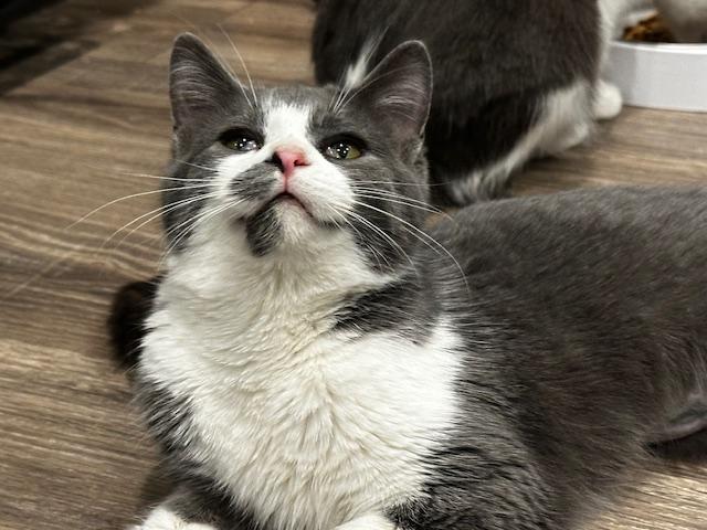 Loretta, a ADOPTABLE Domestic Short Hair in Hudsonville, MI image 2/3