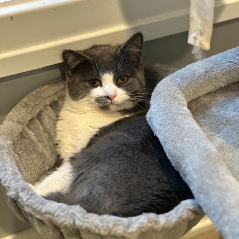 Loretta, a ADOPTABLE Domestic Short Hair in Hudsonville, MI image 3/3