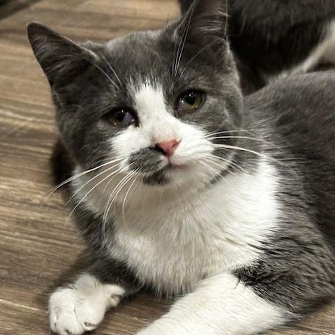 Loretta, ADOPTABLE, Kitten Female Domestic Short Hair.