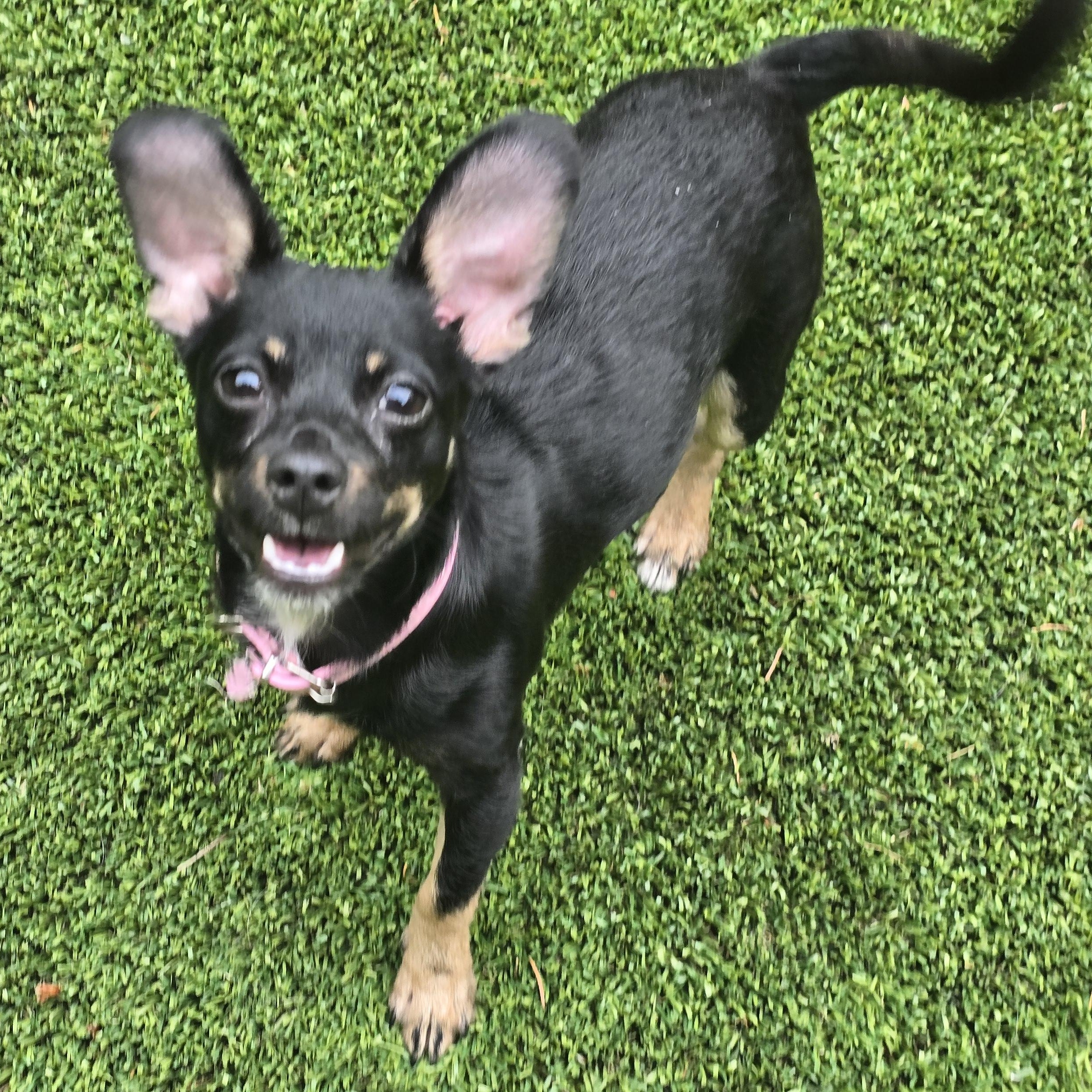 Macey, a Adopted mixed breed in Buckley, WA image 5/6