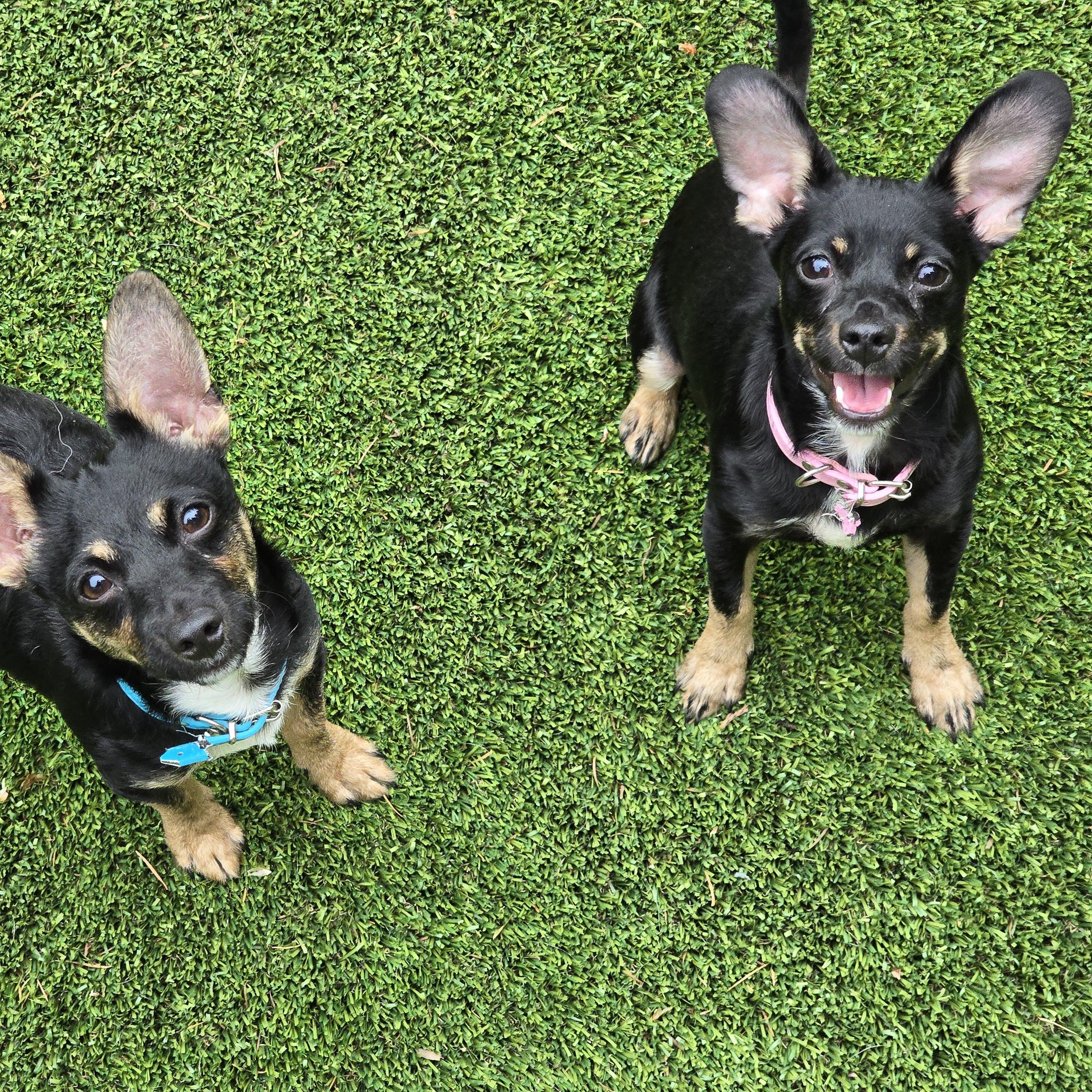 Macey, Adopted, Young Female Chihuahua & Dachshund.