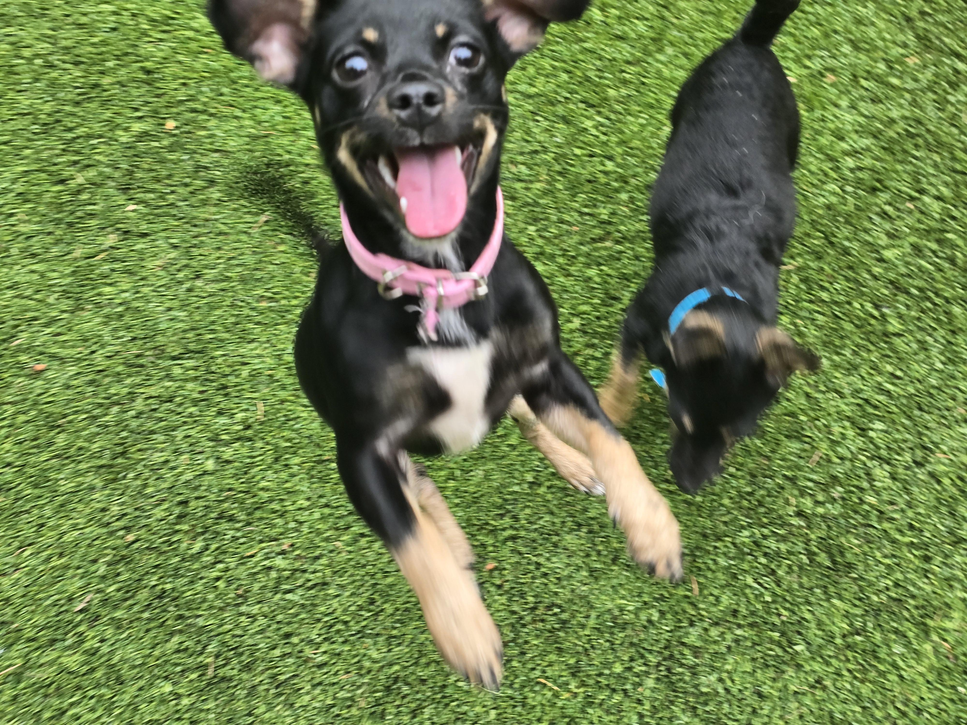 Macey, a Adopted mixed breed in Buckley, WA image 6/6