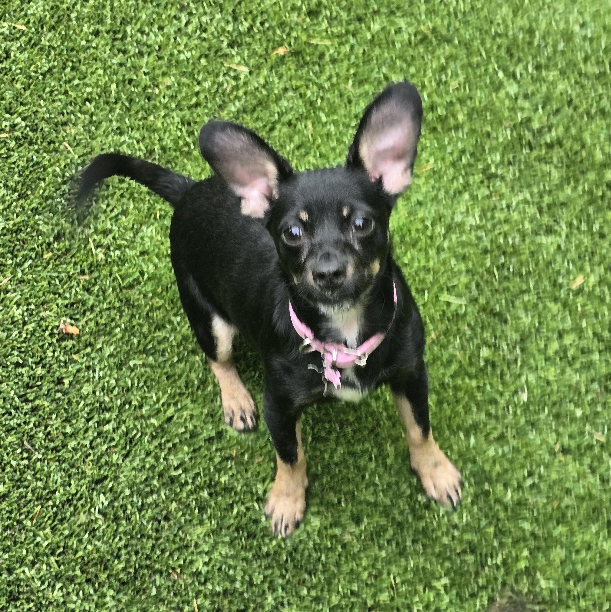 Macey, a Adopted mixed breed in Buckley, WA image 2/6