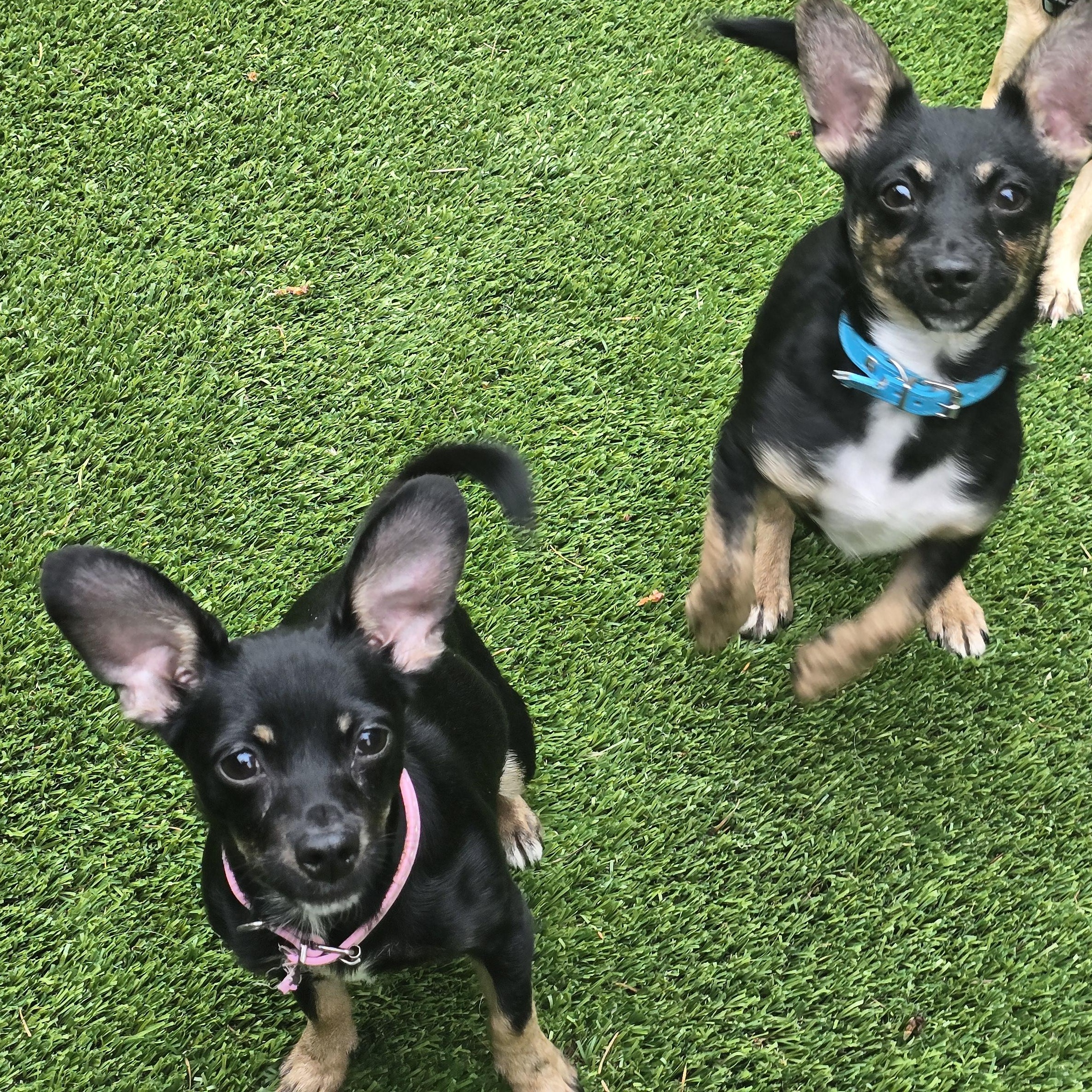 Macey, a Adopted mixed breed in Buckley, WA image 3/6