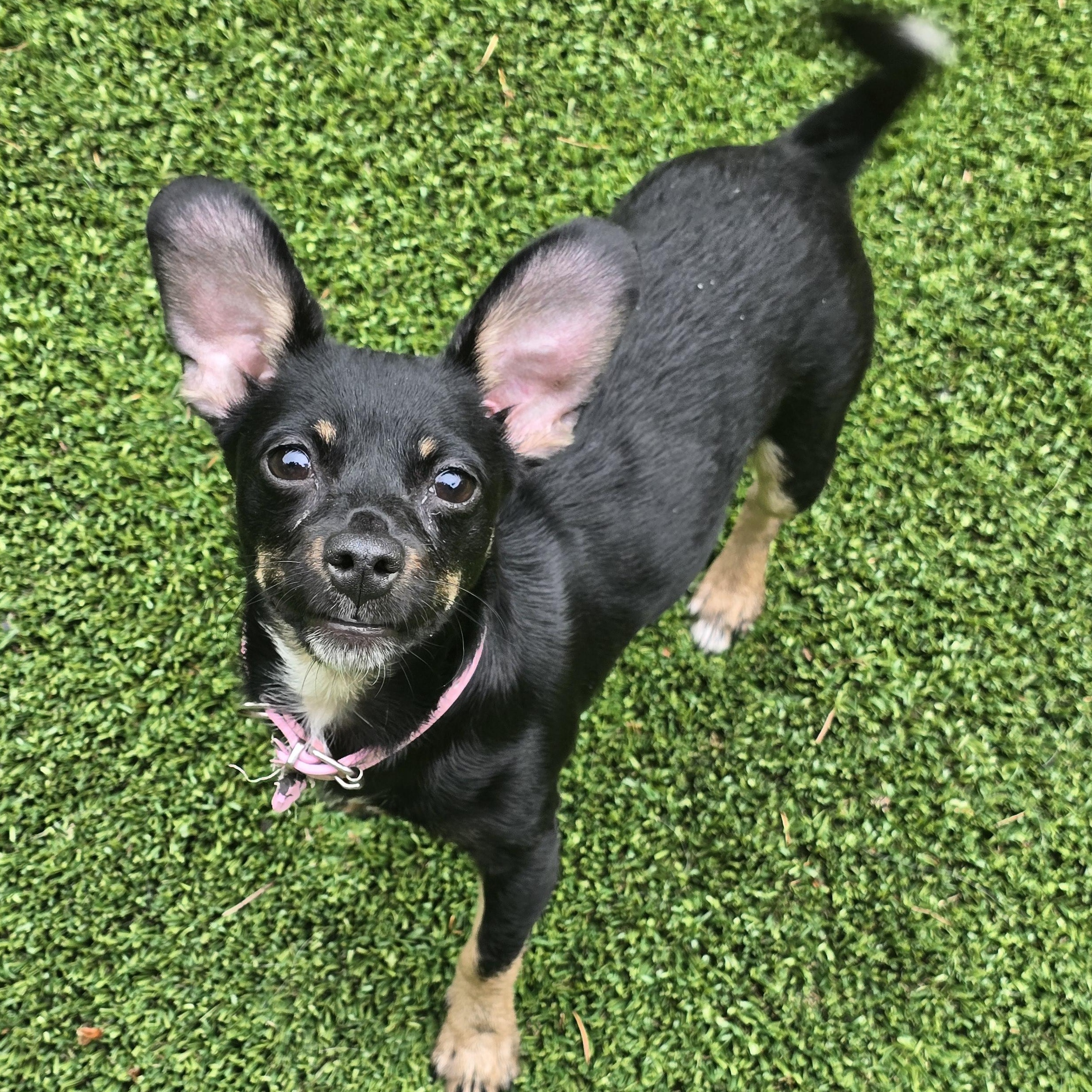 Macey, a Adopted mixed breed in Buckley, WA image 4/6