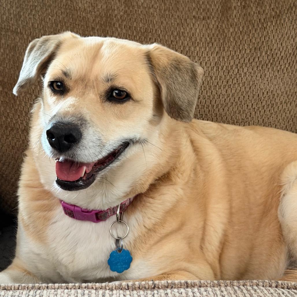 Enlarge Emma, a Adoptable mixed breed in Kokomo, IN image 1/6