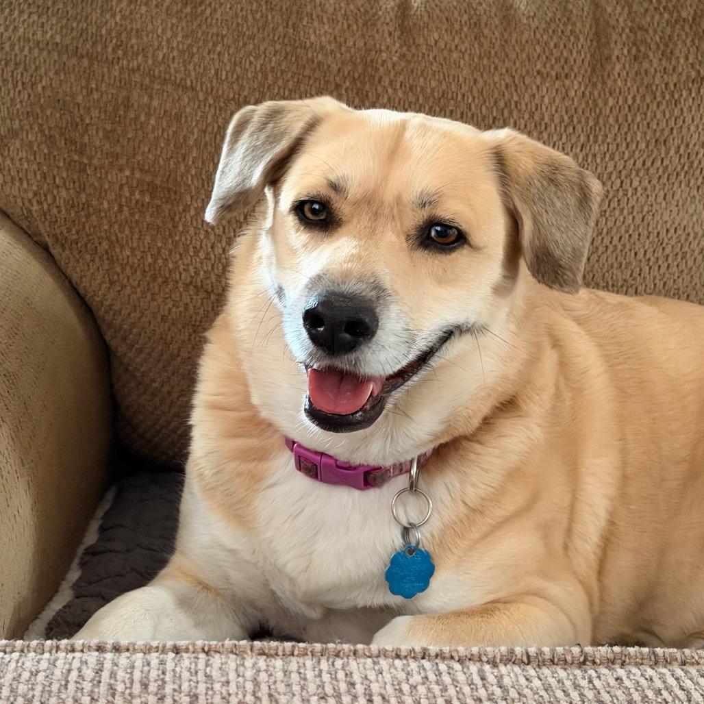 Enlarge Emma, a Adoptable mixed breed in Kokomo, IN image 2/6