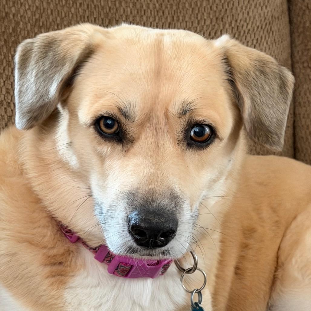 Enlarge Emma, a Adoptable mixed breed in Kokomo, IN image 3/6