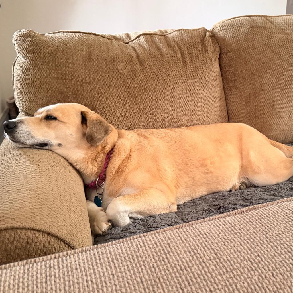 Enlarge Emma, a Adoptable mixed breed in Kokomo, IN image 4/6