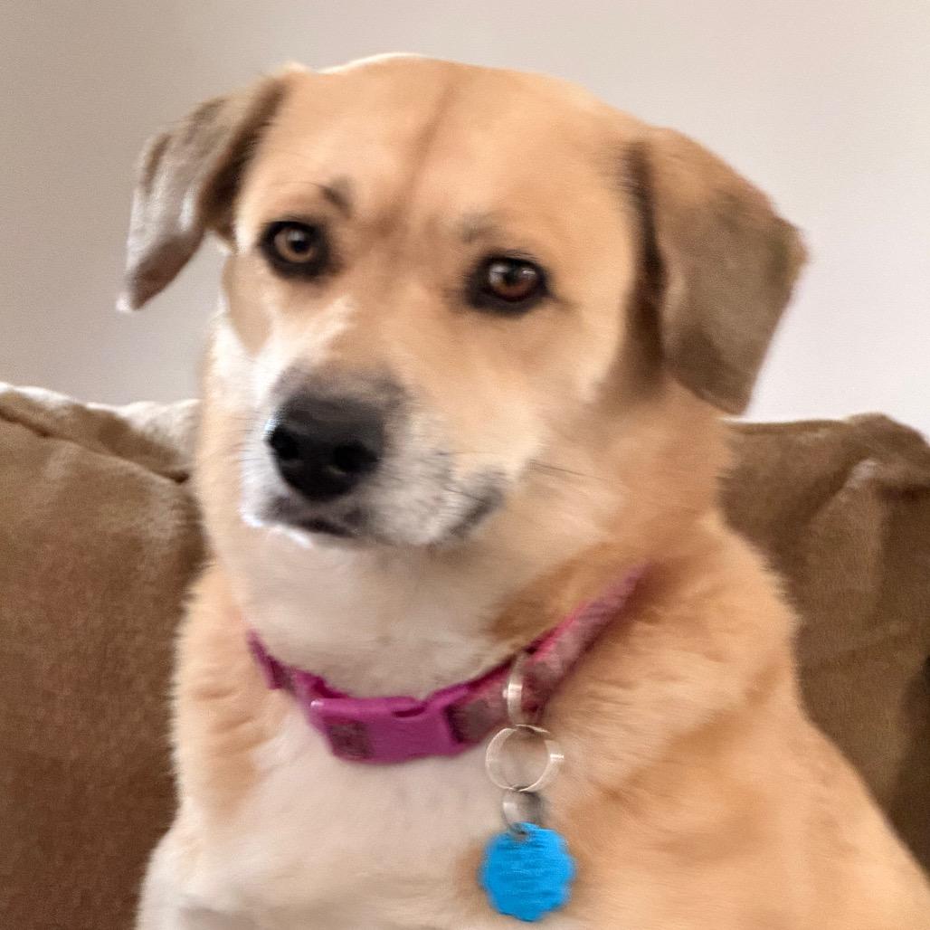 Enlarge Emma, a Adoptable mixed breed in Kokomo, IN image 5/6