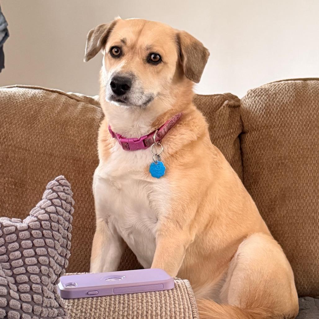 Enlarge Emma, a Adoptable mixed breed in Kokomo, IN image 6/6