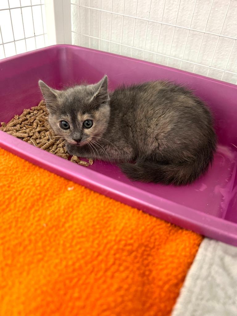 Midge, Adoptable, Kitten Female Domestic Short Hair.
