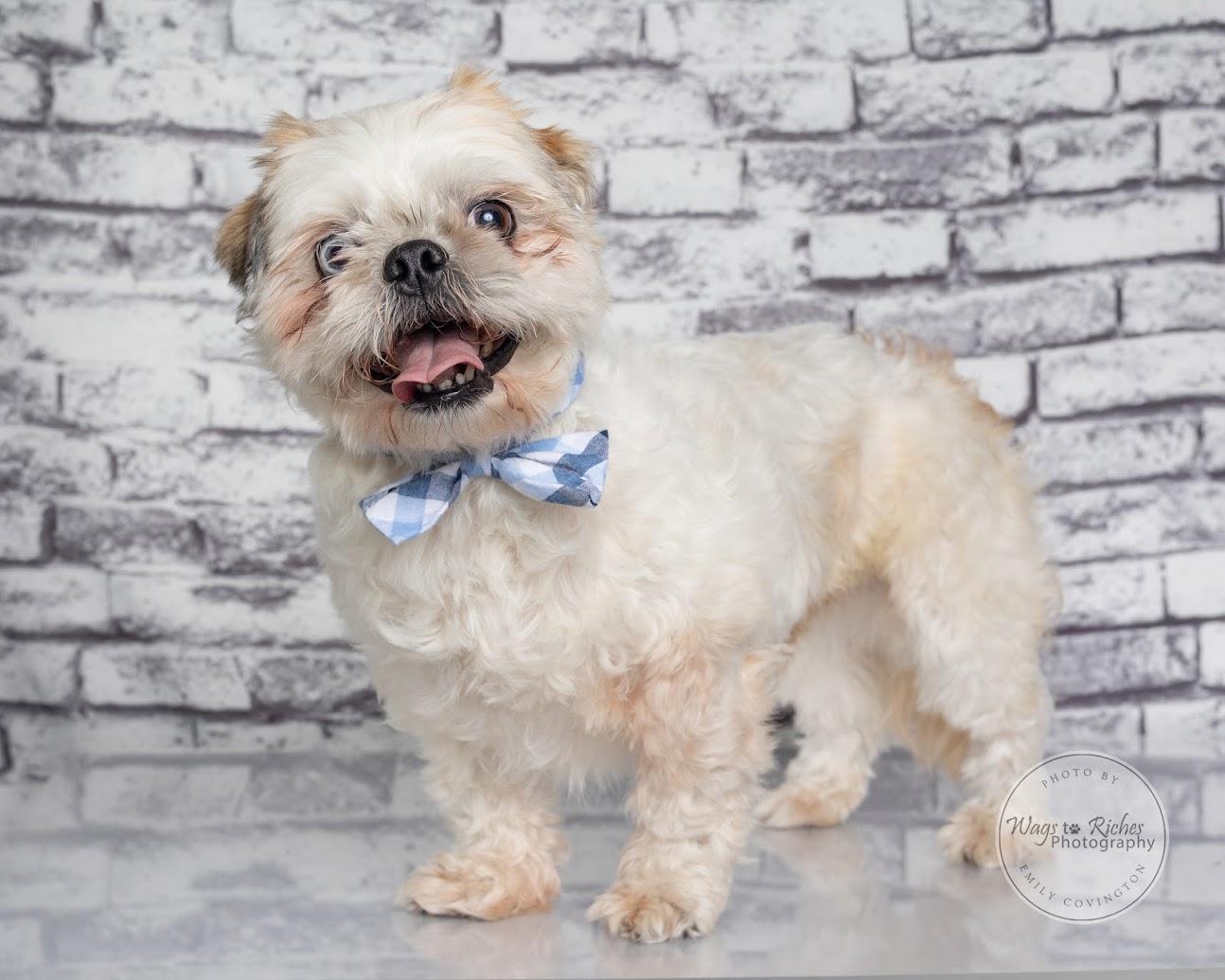Auggie -Adopted, Adopted, Adult Male Shih Tzu.