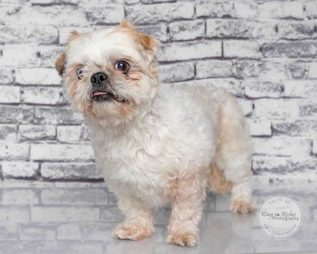 Enlarge Auggie -Adopted, a Adopted Shih Tzu in Hagerstown, MD image 5/6