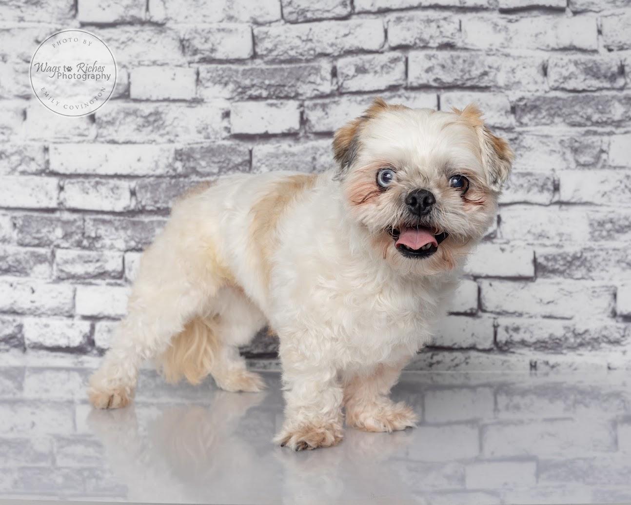Enlarge Auggie -Adopted, a Adopted Shih Tzu in Hagerstown, MD image 3/6