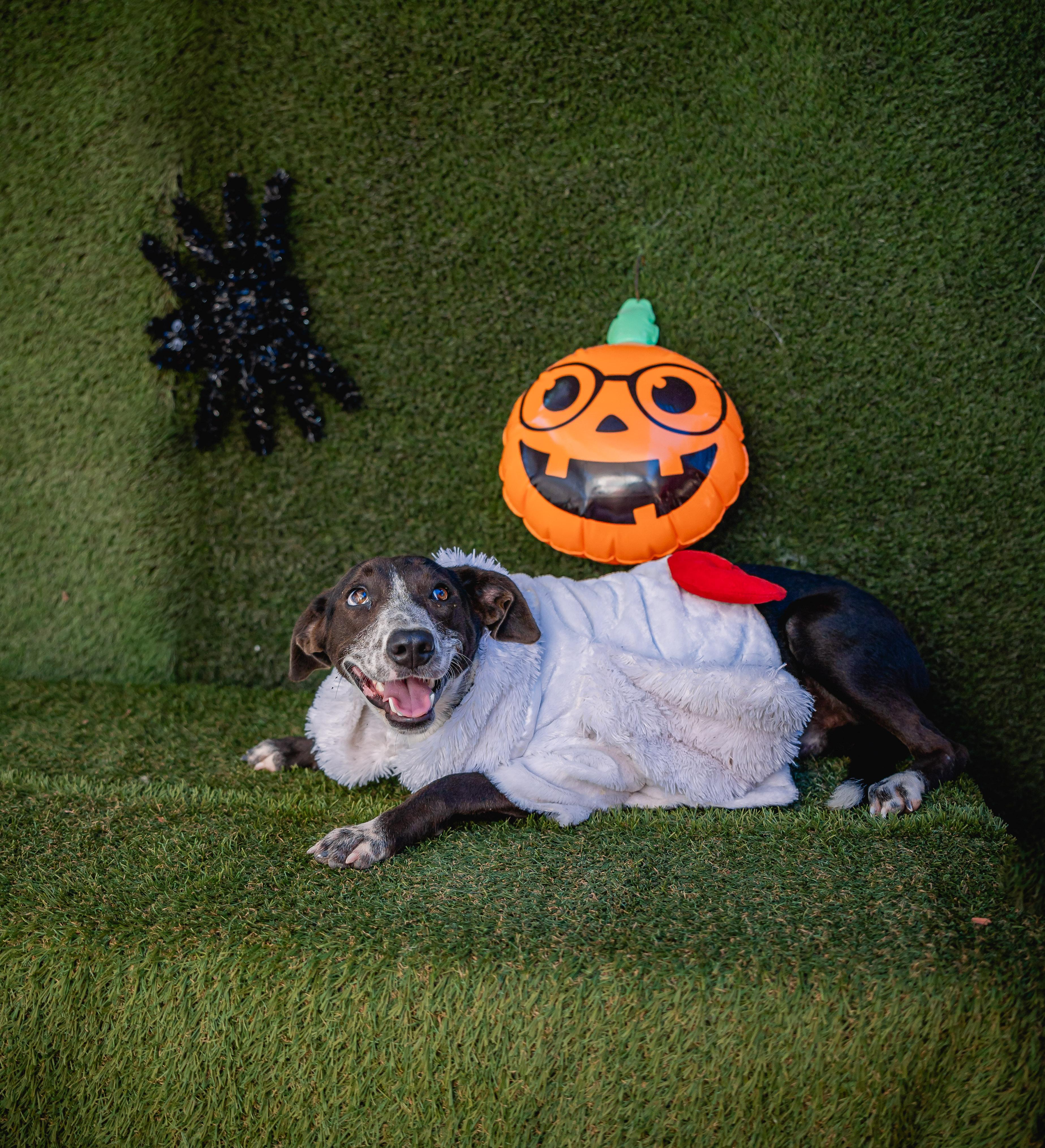 Lili, a ADOPTABLE mixed breed in tigard, OR image 2/5