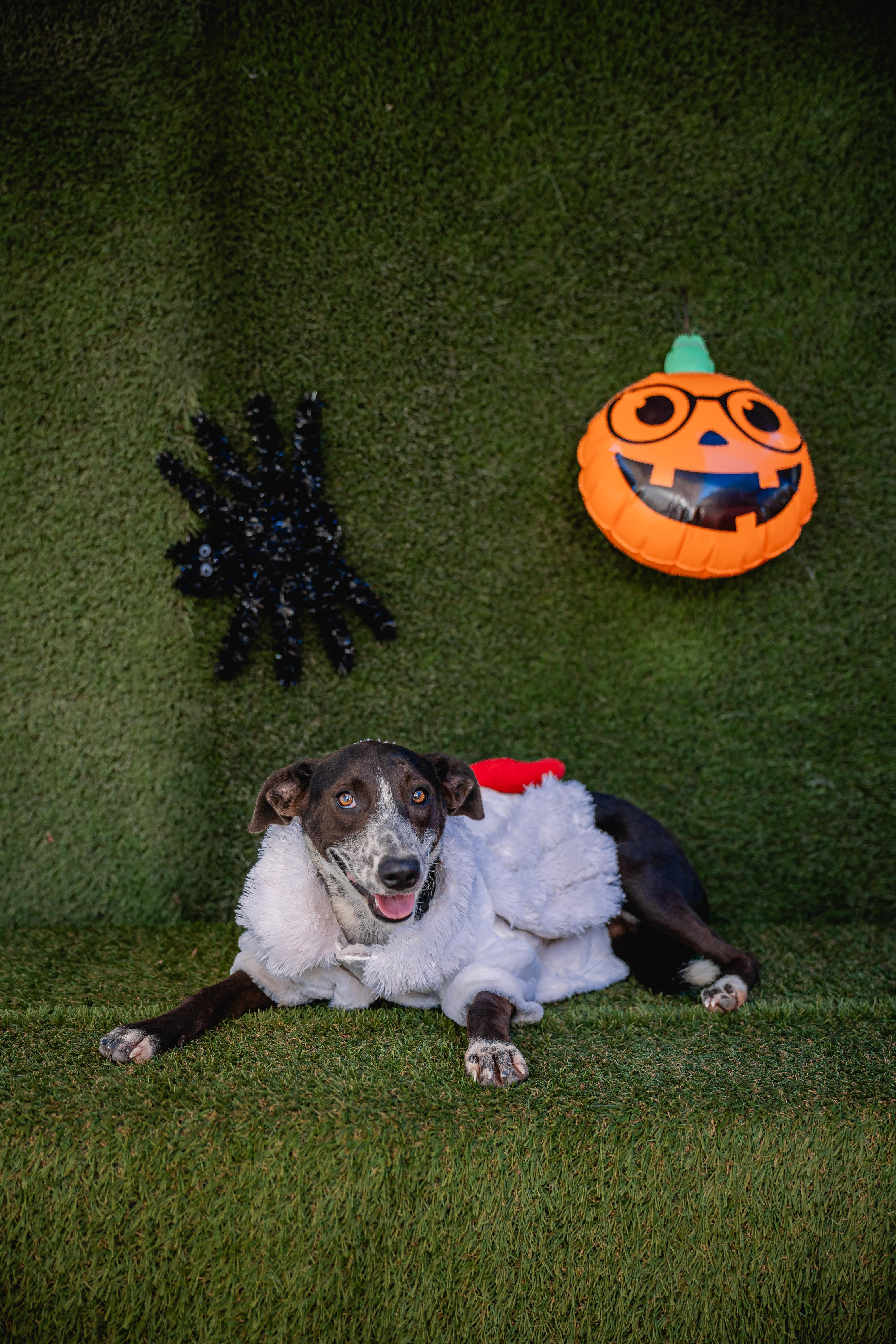 Lili, a ADOPTABLE mixed breed in tigard, OR image 3/5