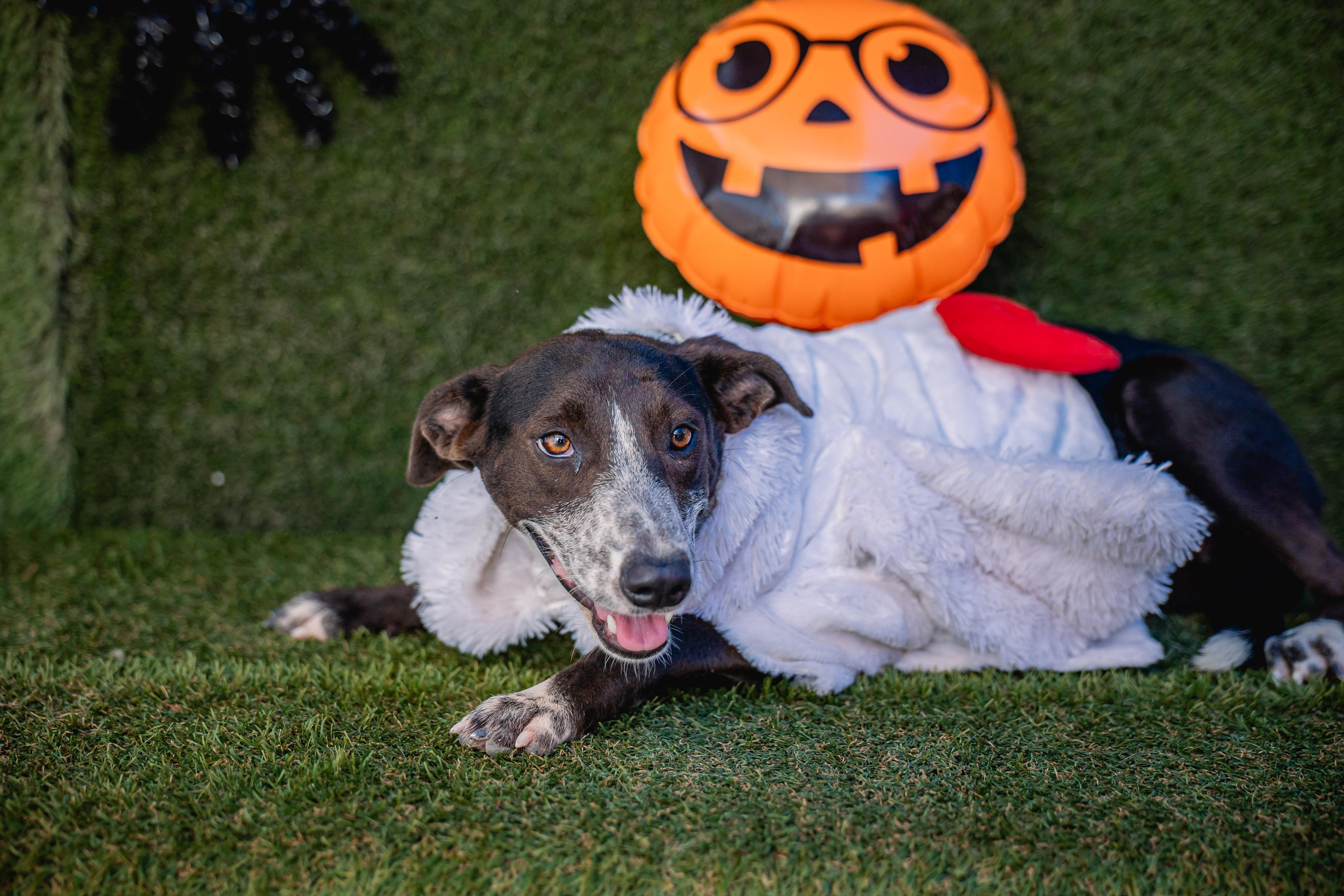 Lili, a ADOPTABLE mixed breed in tigard, OR image 4/5