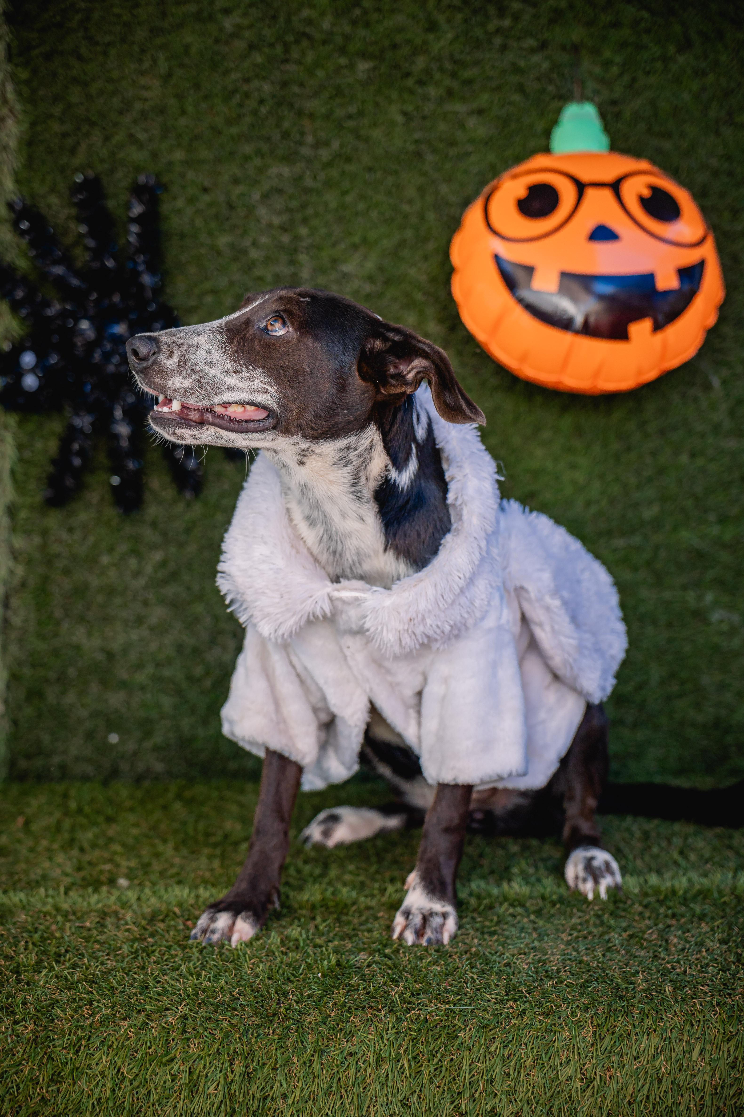 Lili, ADOPTABLE, Young Male Australian Cattle Dog / Blue Heeler & Black Mouth Cur.