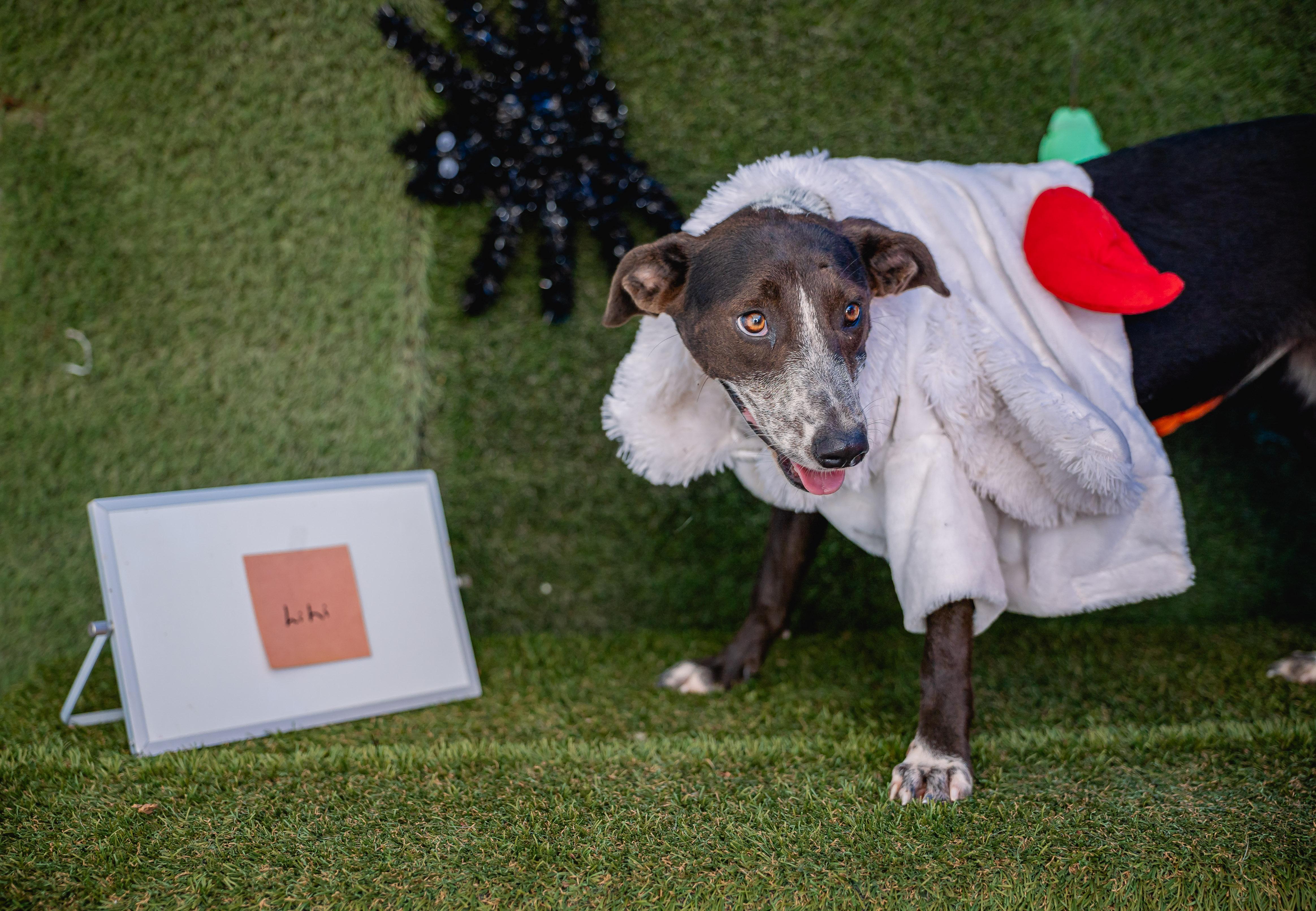 Lili, a ADOPTABLE mixed breed in tigard, OR image 5/5