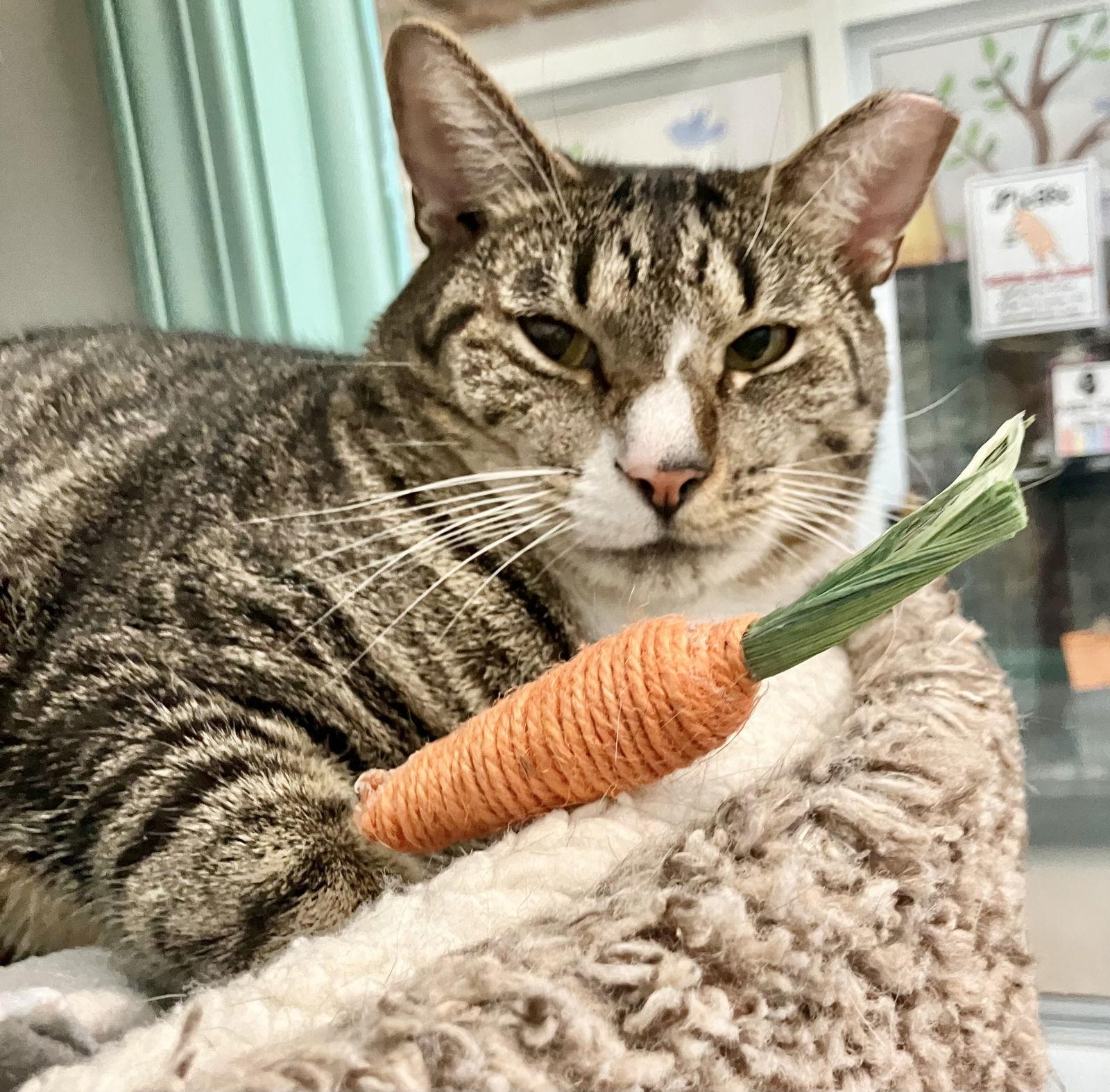 Ollivander, Adoptable, Adult Male Tabby & Domestic Short Hair.