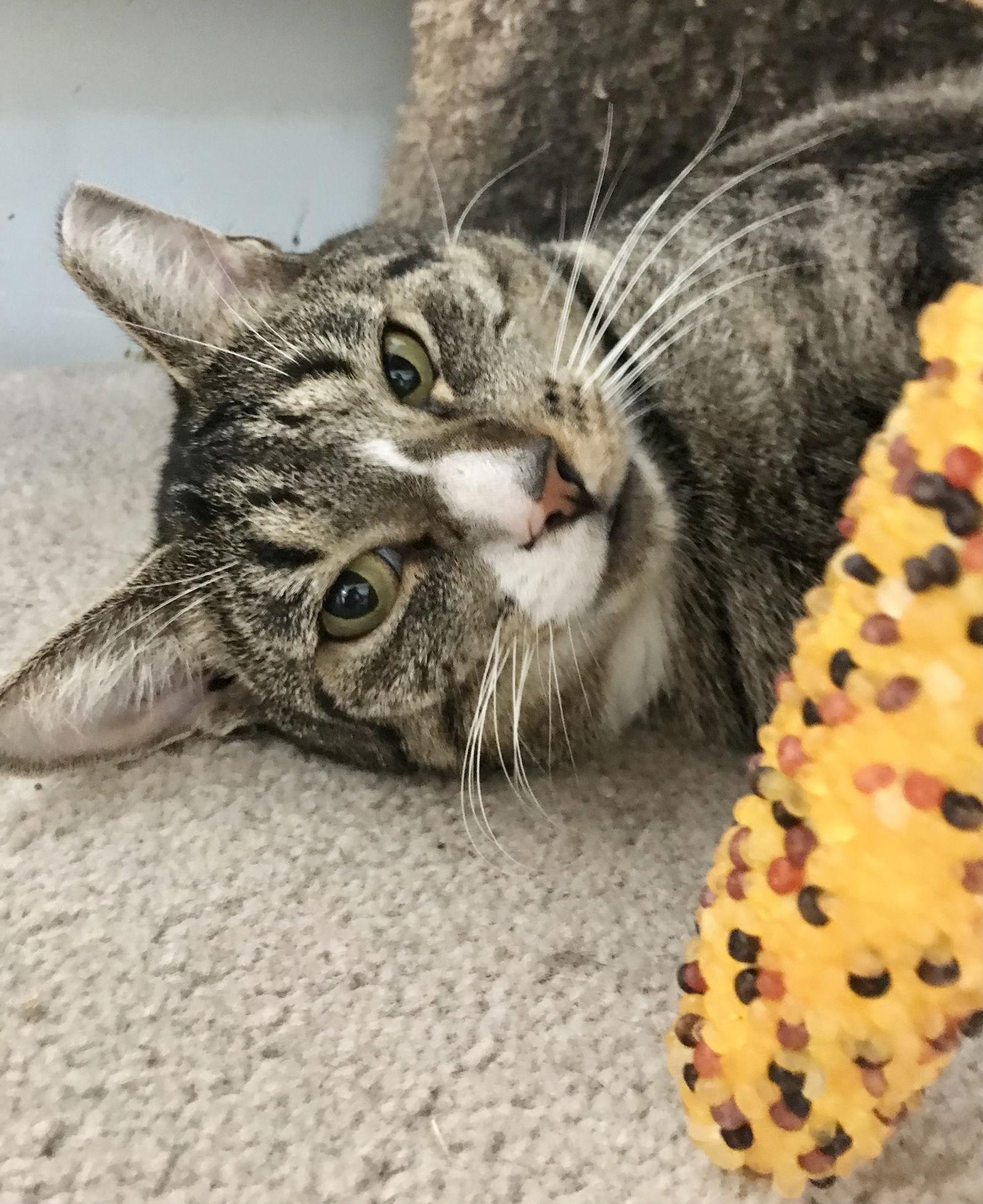 Ollivander, a Adoptable mixed breed in Dublin, OH image 2/3