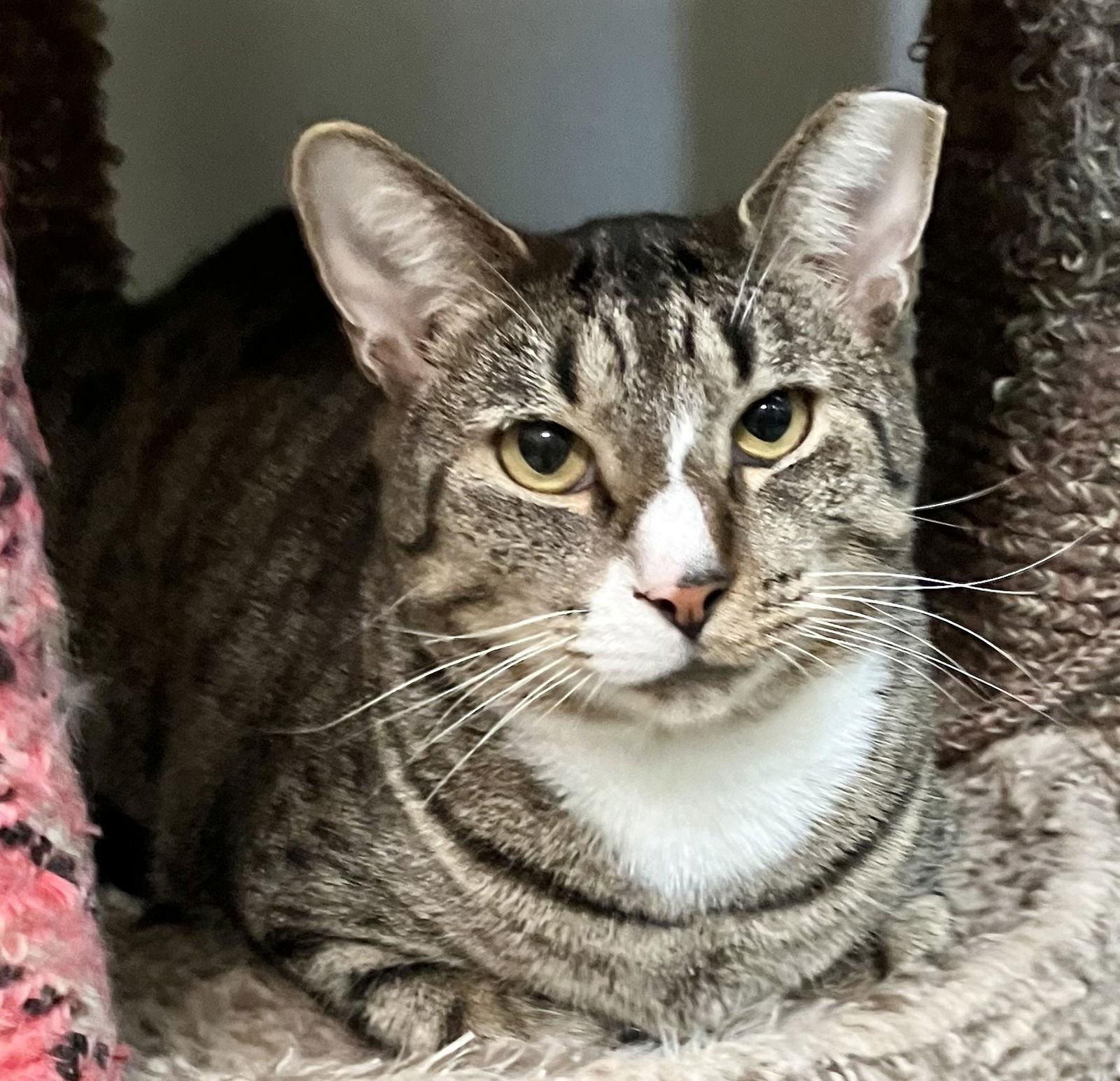 Ollivander, a Adoptable mixed breed in Dublin, OH image 3/3