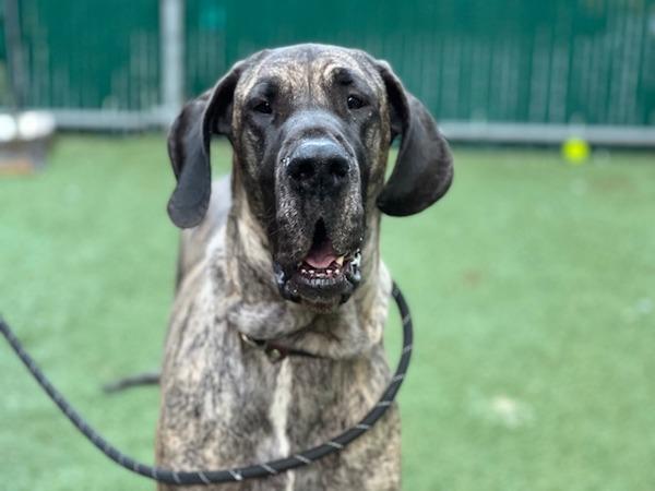 Mary Jane — thumbnail 4