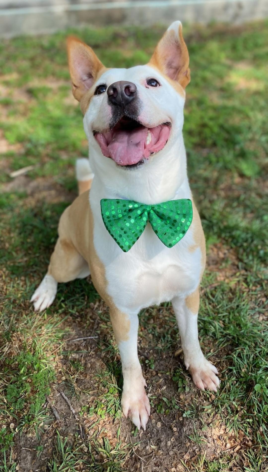 Rudy, a Adoptable mixed breed in Baltimore, MD image 1/5