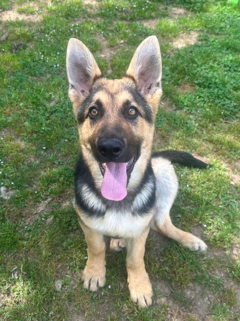 Cadet, Adopted, Puppy Male German Shepherd Dog.