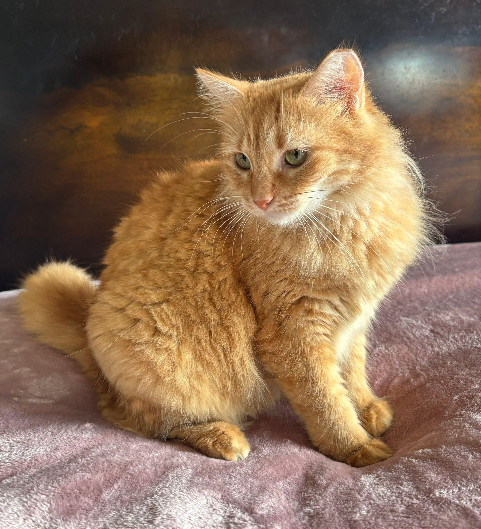 Marina, a Adoptable Domestic Medium Hair in Somerville, MA image 3/6