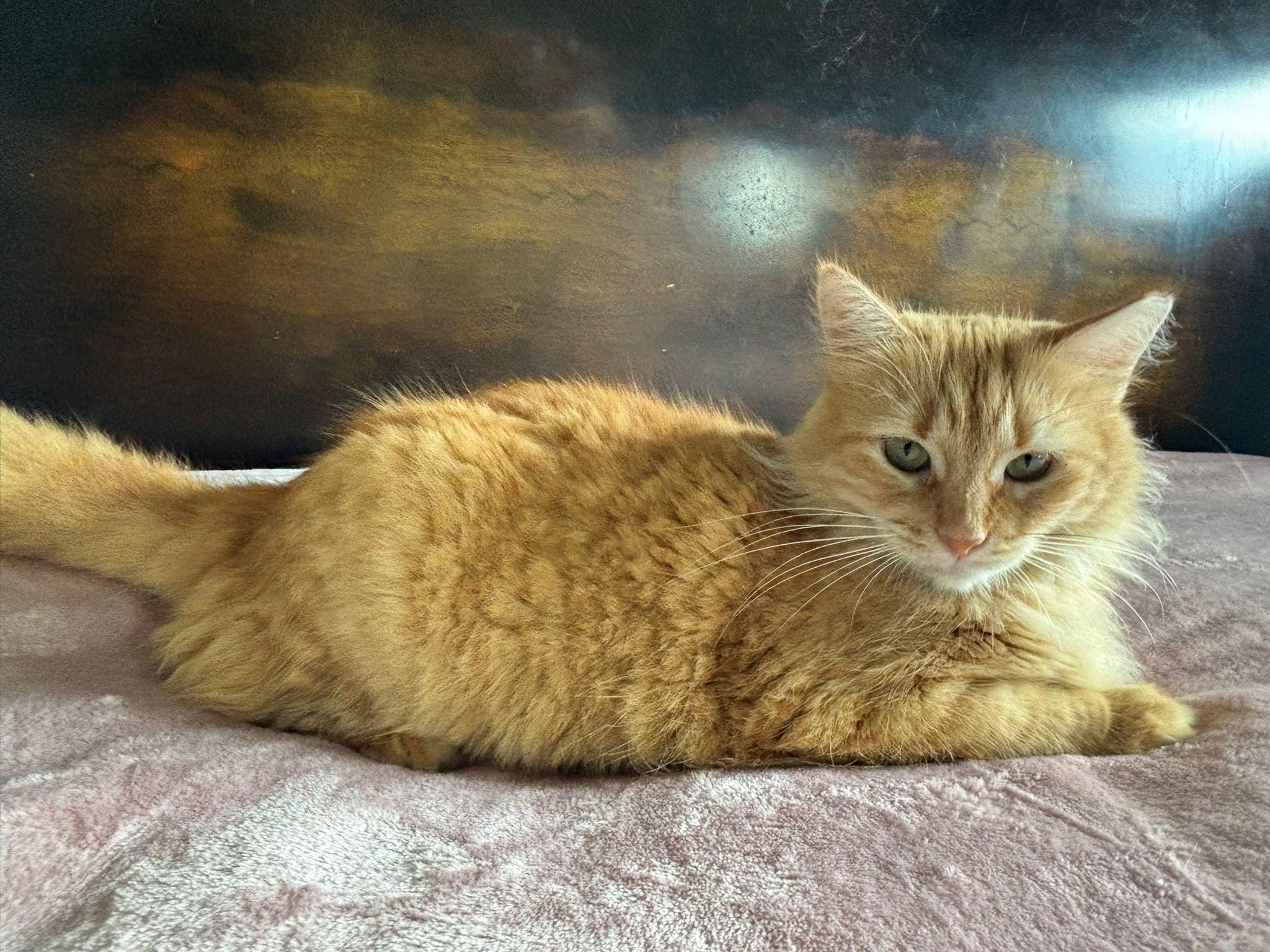 Marina, a Adoptable Domestic Medium Hair in Somerville, MA image 4/6