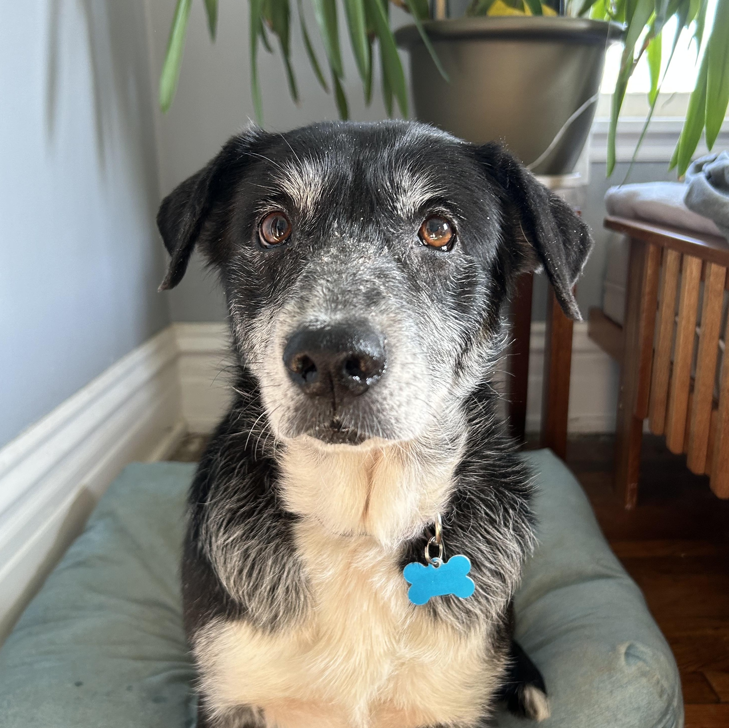 Enlarge Nora, a ADOPTABLE mixed breed in Minneapolis, MN image 3/6