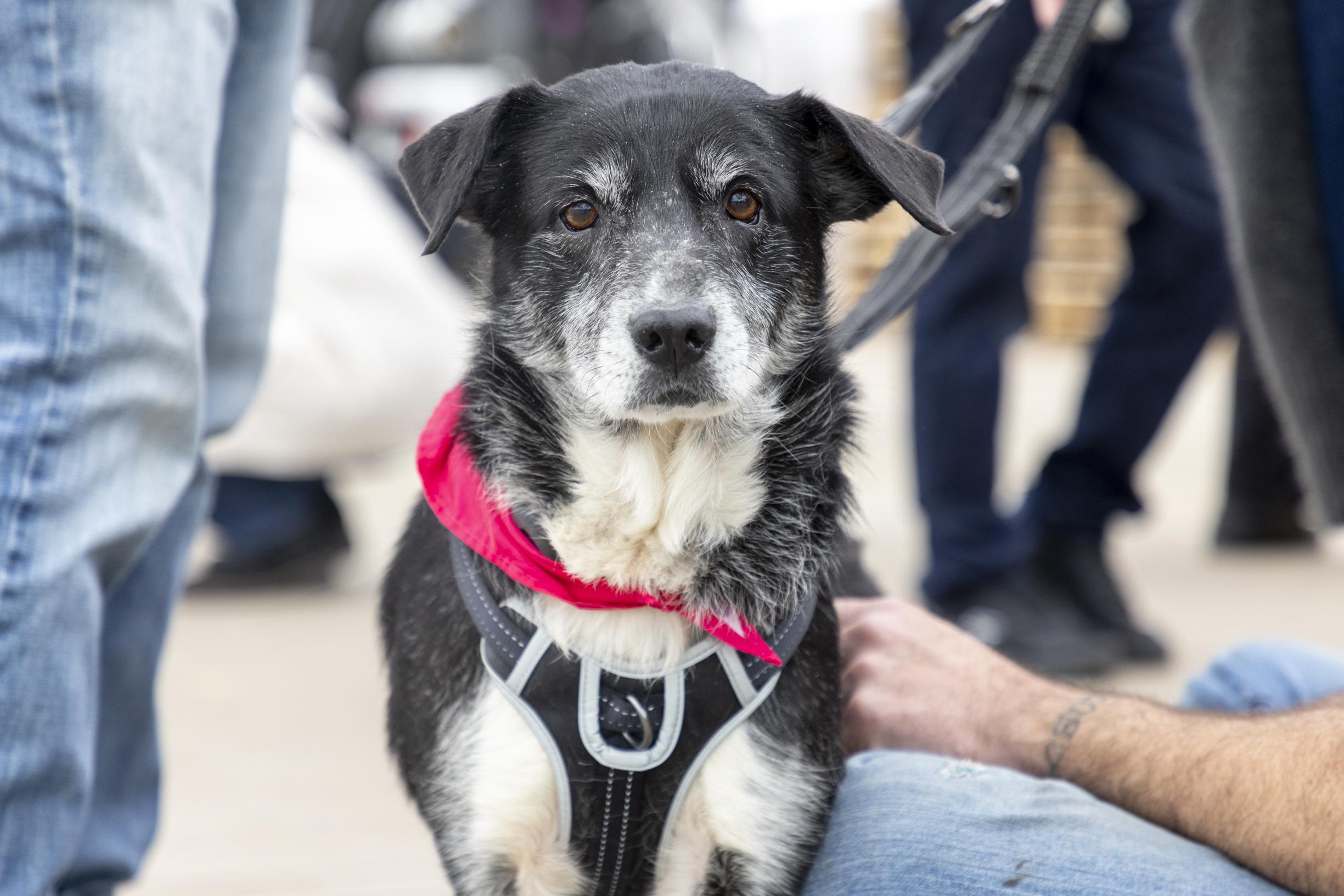 Enlarge Nora, a ADOPTABLE mixed breed in Minneapolis, MN image 1/6