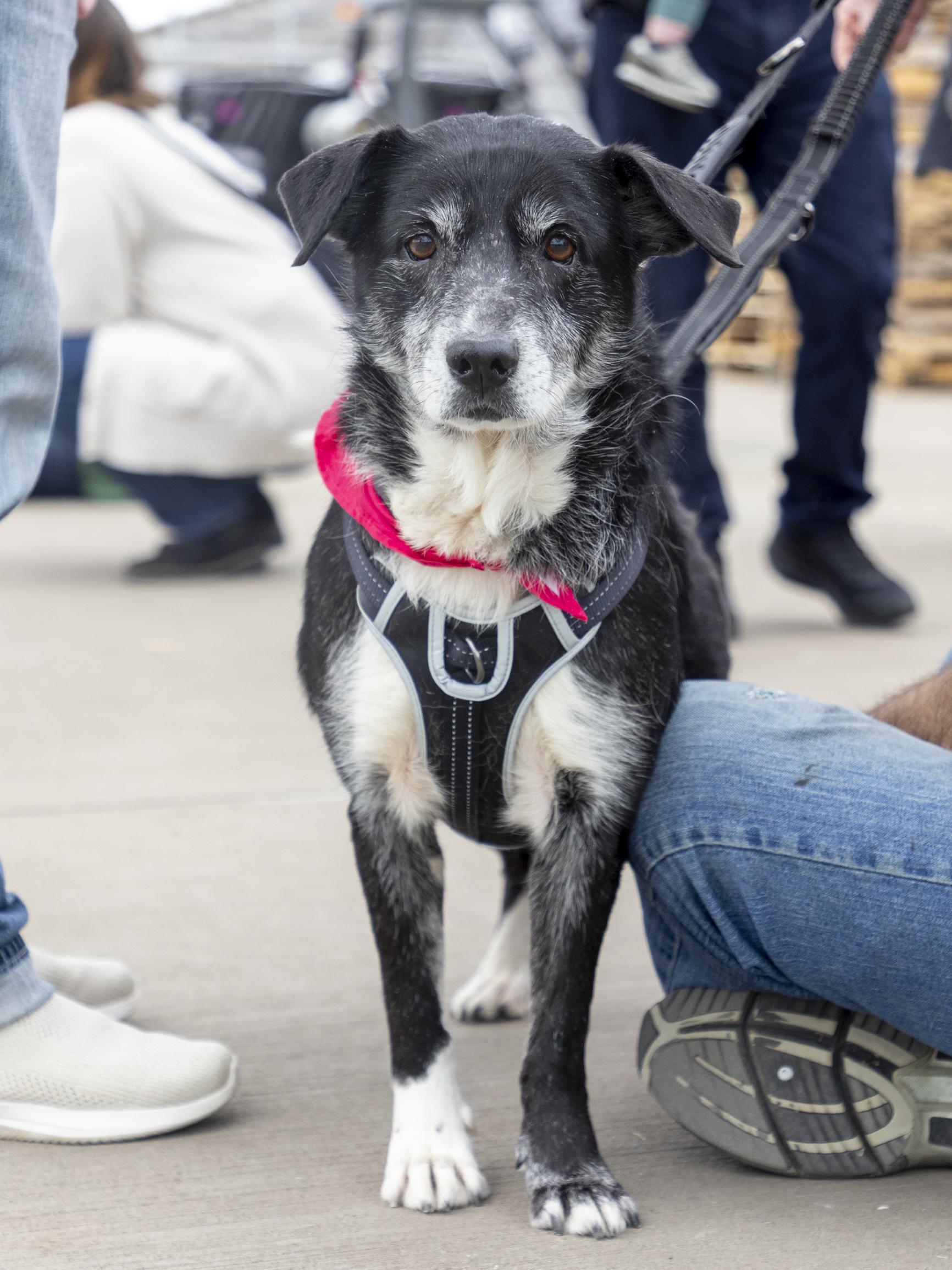 Enlarge Nora, a ADOPTABLE mixed breed in Minneapolis, MN image 2/6
