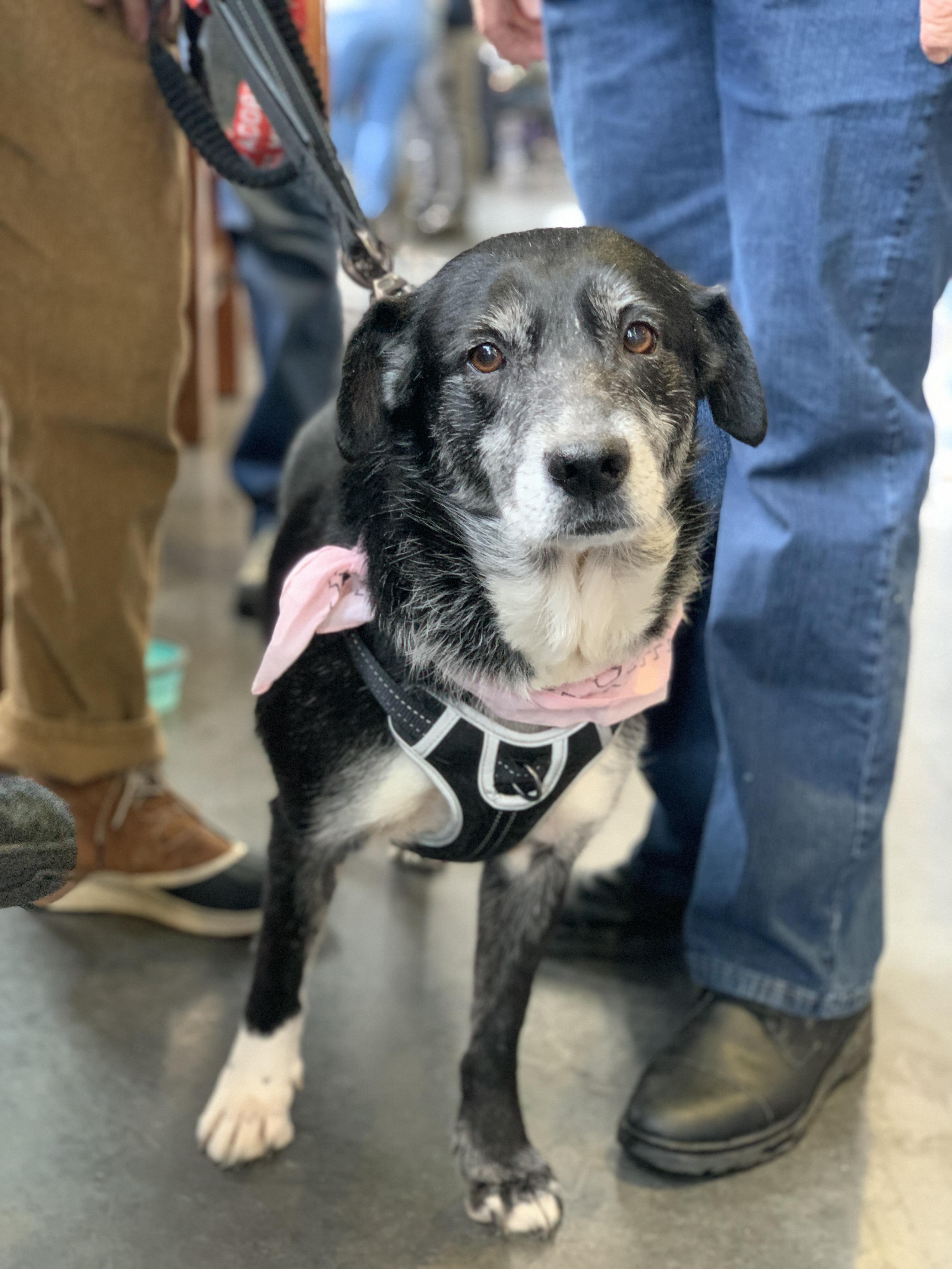 Enlarge Nora, a ADOPTABLE mixed breed in Minneapolis, MN image 5/6