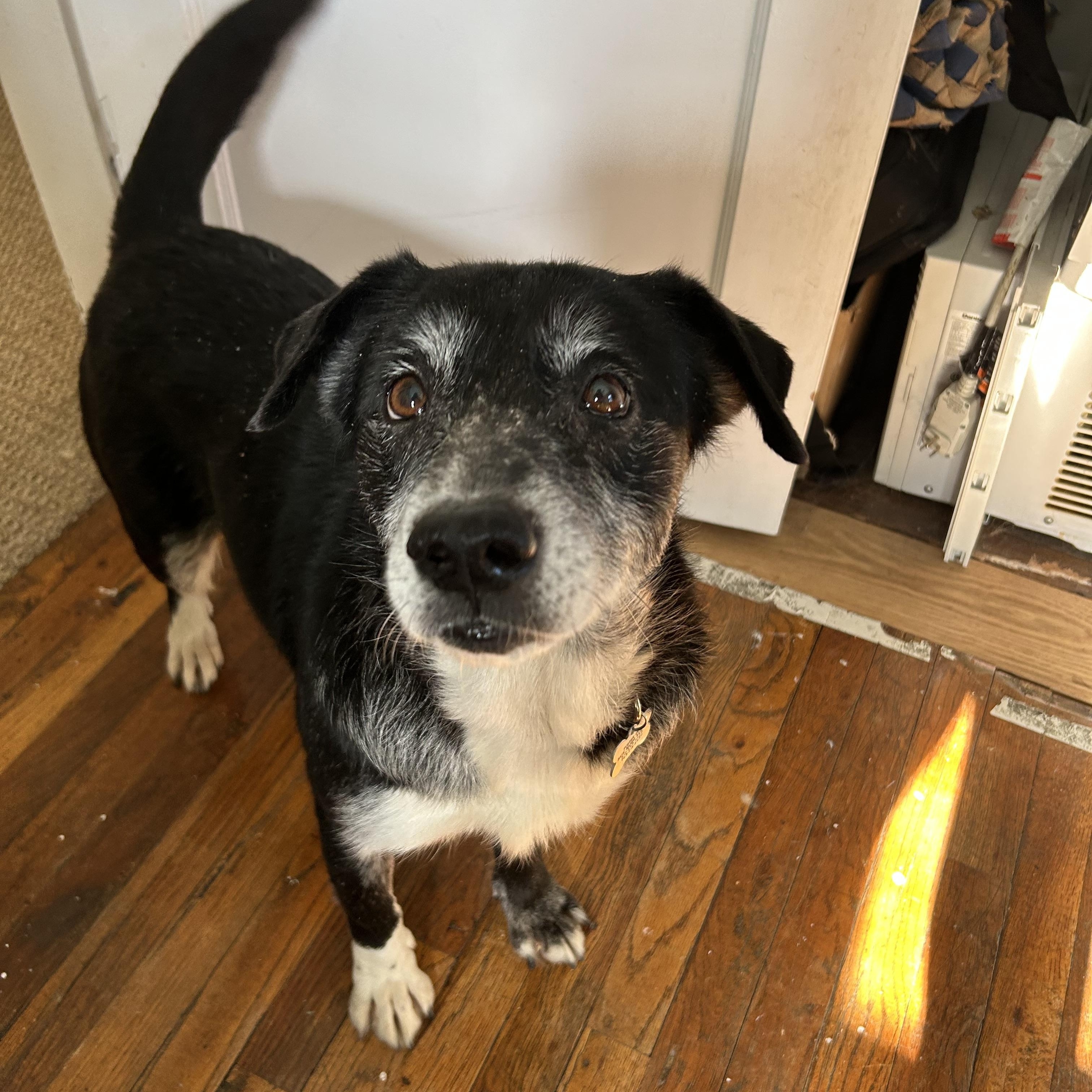 Enlarge Nora, a ADOPTABLE mixed breed in Minneapolis, MN image 4/6