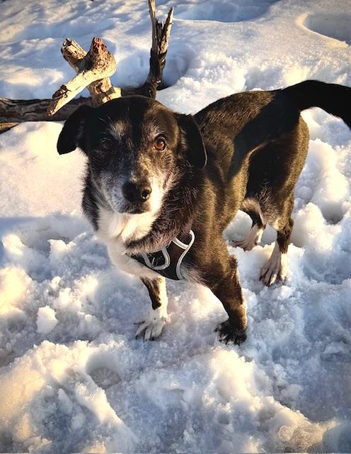 Enlarge Nora, a ADOPTABLE mixed breed in Minneapolis, MN image 6/6