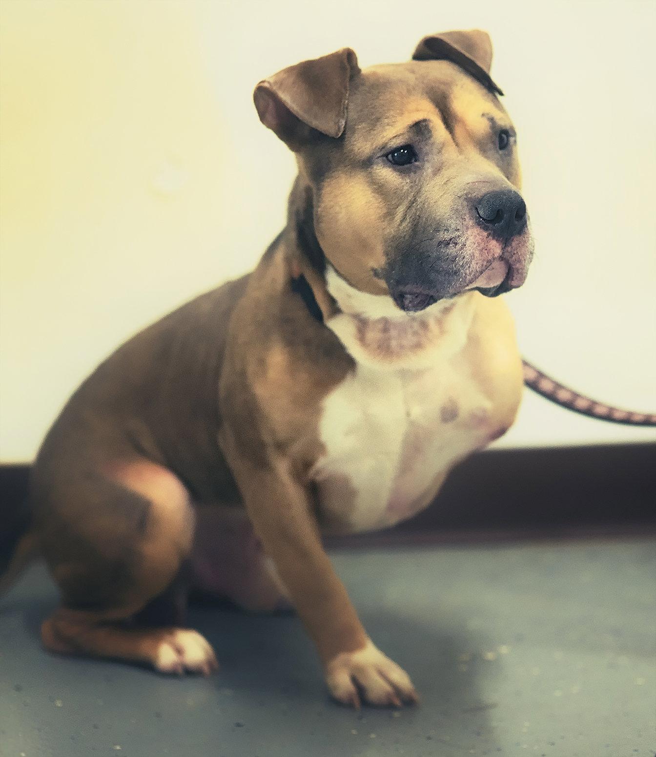 Beef Wellington, Adopted, Adult Male Pit Bull Terrier.