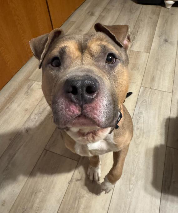 Enlarge Beef Wellington, a Adopted Pit Bull Terrier in Brooklyn Center, MN image 2/3