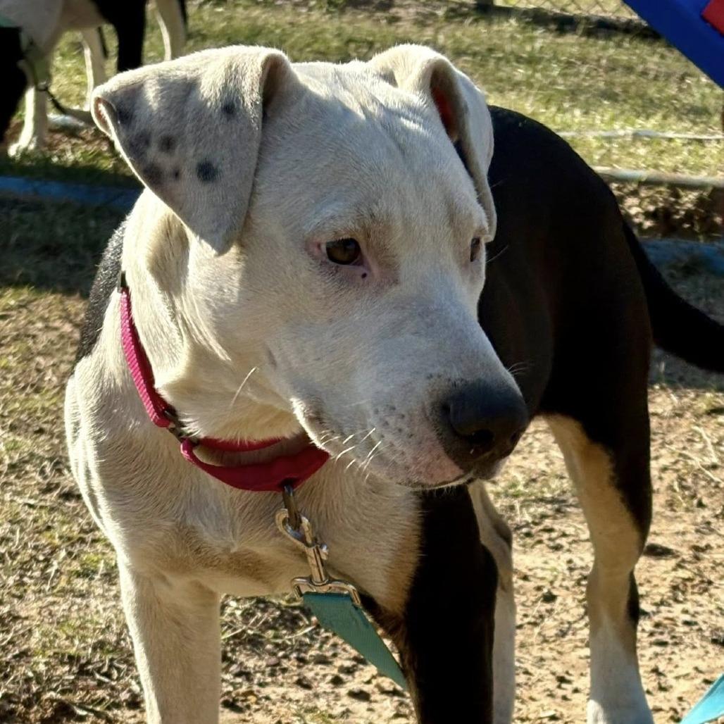 Mona, Adoptable, Young Female Terrier & Mixed Breed.