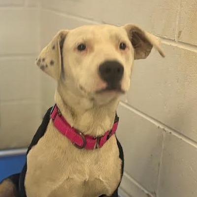 Enlarge Mona, a Adoptable mixed breed in Marshall, TX image 1/1