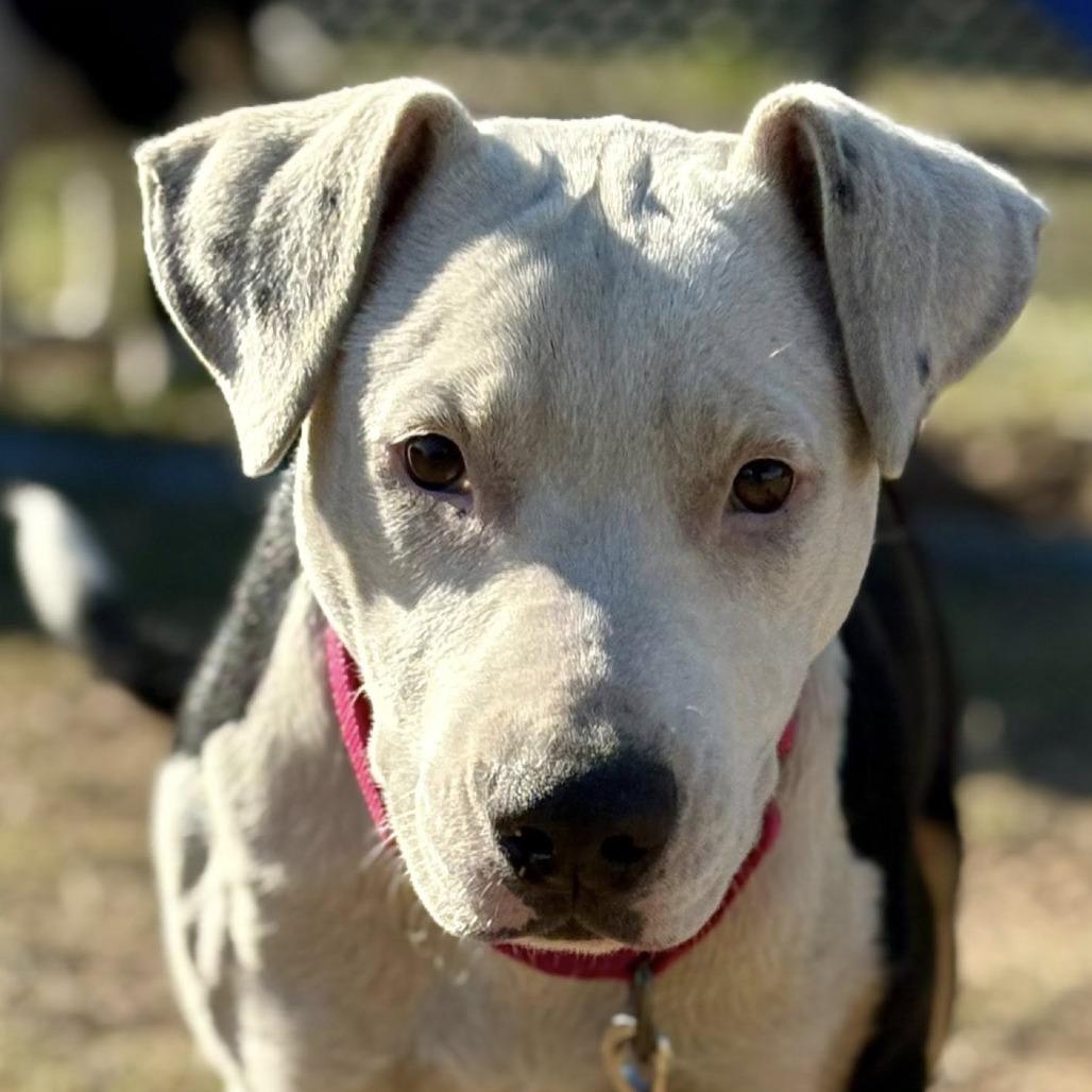 Enlarge Mona, a Adoptable mixed breed in Marshall, TX image 2/3