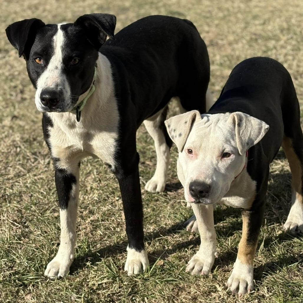 Enlarge Mona, a Adoptable mixed breed in Marshall, TX image 3/3