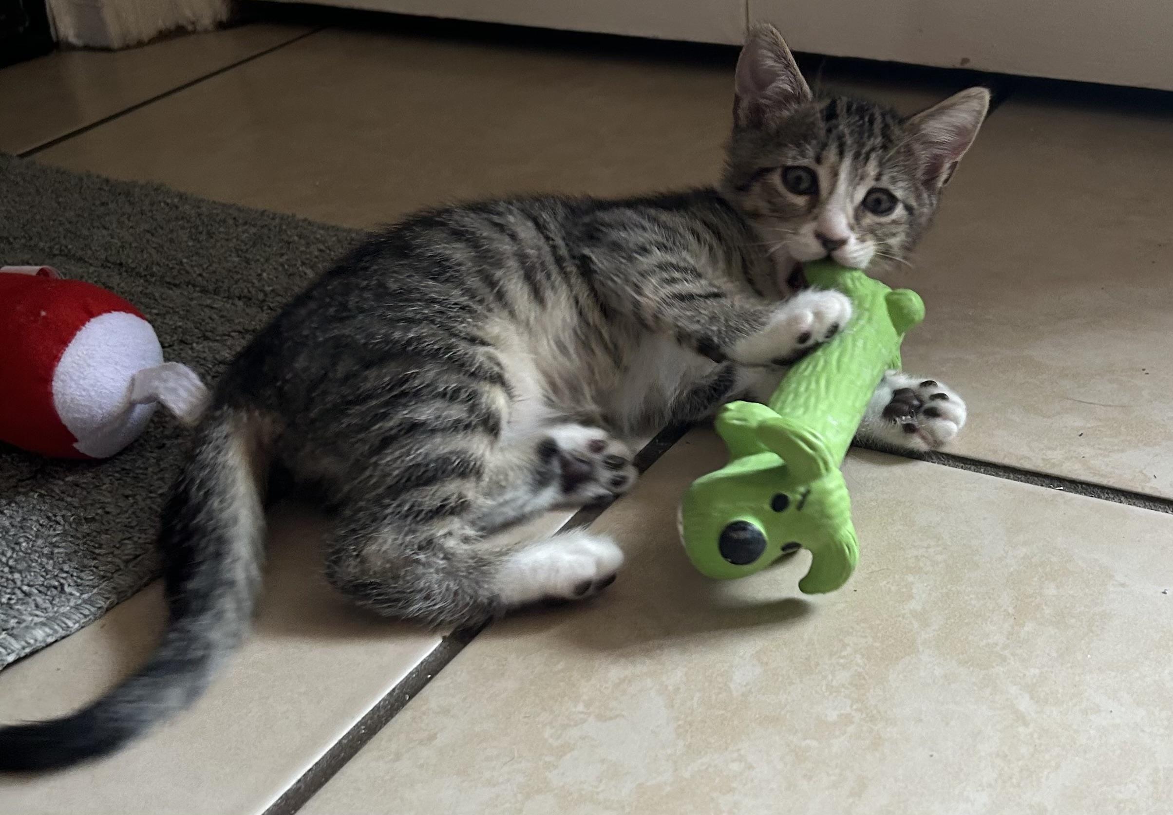 Enlarge Pickles, a Adopted Domestic Short Hair in New Port Richey, FL image 1/2