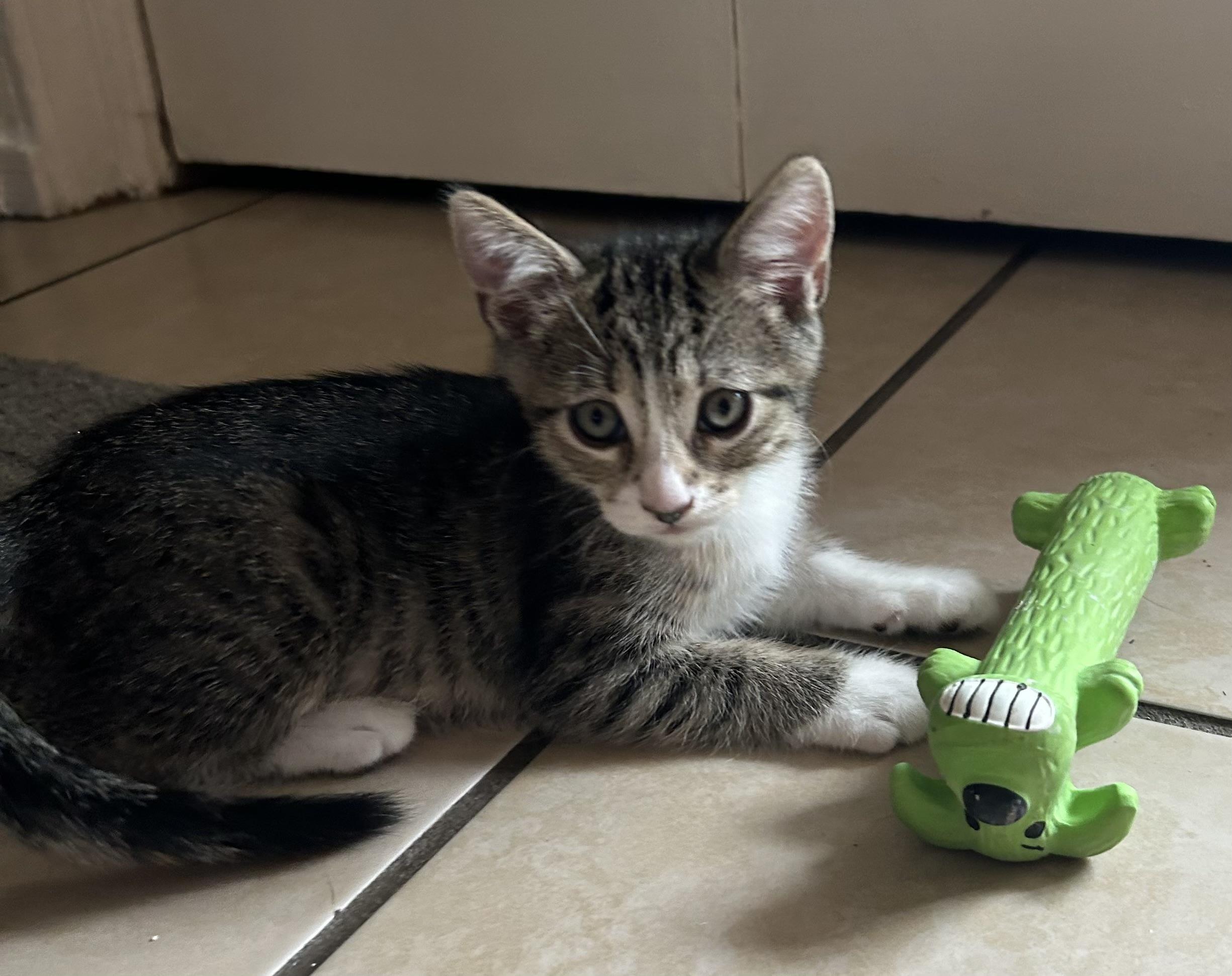 Enlarge Pickles, a Adopted Domestic Short Hair in New Port Richey, FL image 2/2